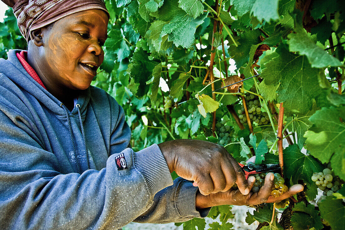 Woman picking wine grapes, Wine region near Stellenbosch, Western Cape, South Africa, Africa