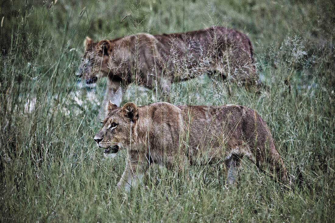 Two lionesses on Duba Island, Okavango Delta, Botswana, Africa