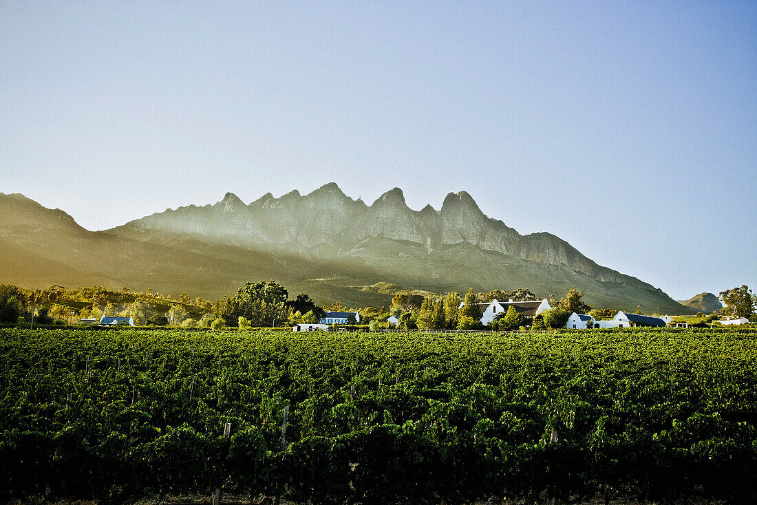 Weingut in der Region Stellenbosch, Westkap, Südafrika, Afrika