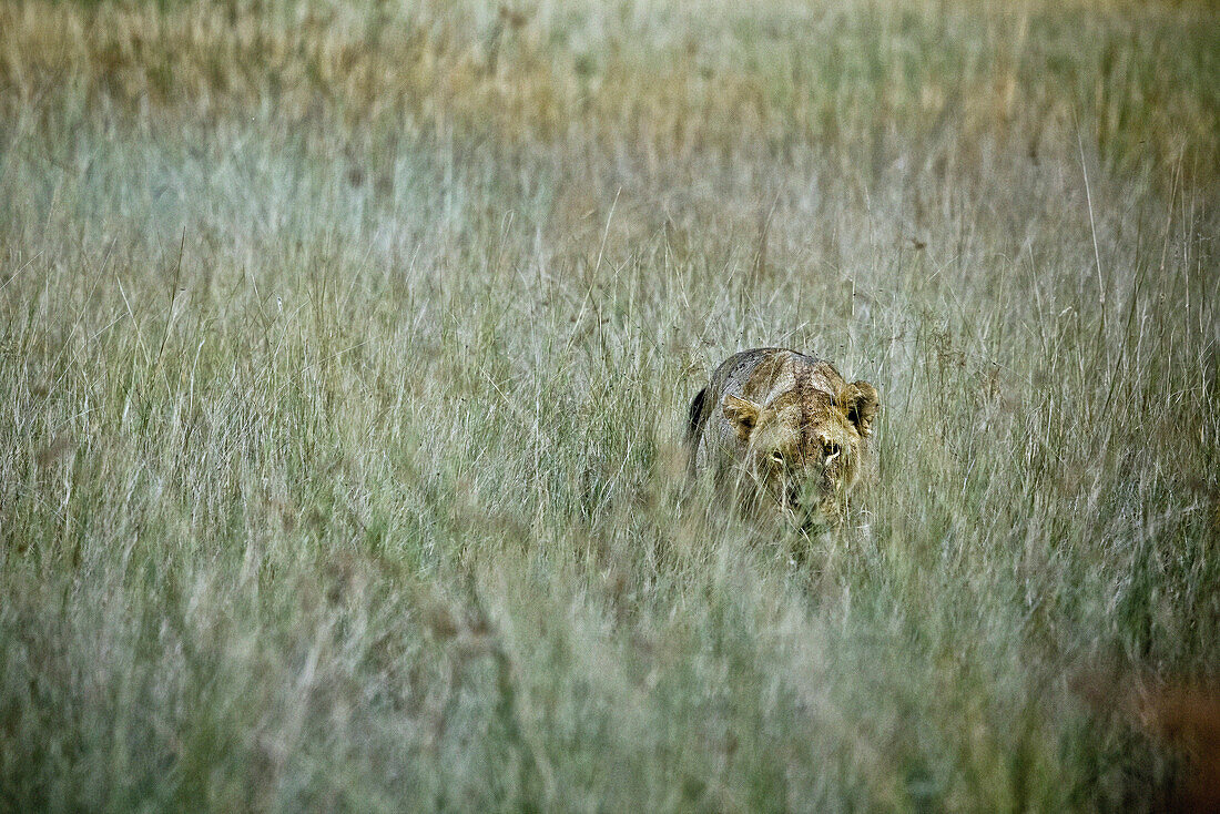 Lioness hiding in savannah grass, Okavango Delta, Botswana, Africa