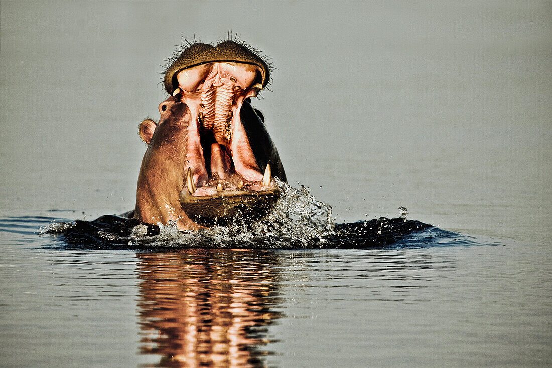 Flusspferd mit aufgerissenem Maul, Okavango Delta, Botswana, Afrika