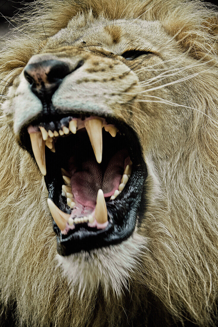 Yawning lion, Sabi Sands Game Reserve, South Africa, Africa