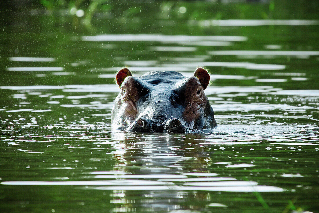 Hippopotamus in Nechisar-Nationalpark, South Ethiopia, Africa
