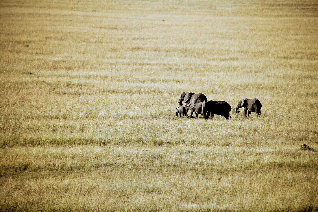 eine Gruppe Elefanten in der Masai Mara, Kenia, Afrika