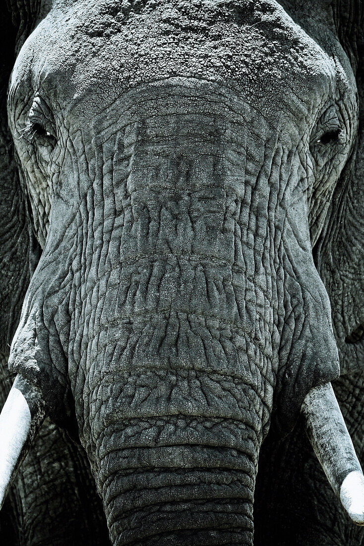 Kopf eines Elefanten, Nahaufnahme, Kenia, Afrika