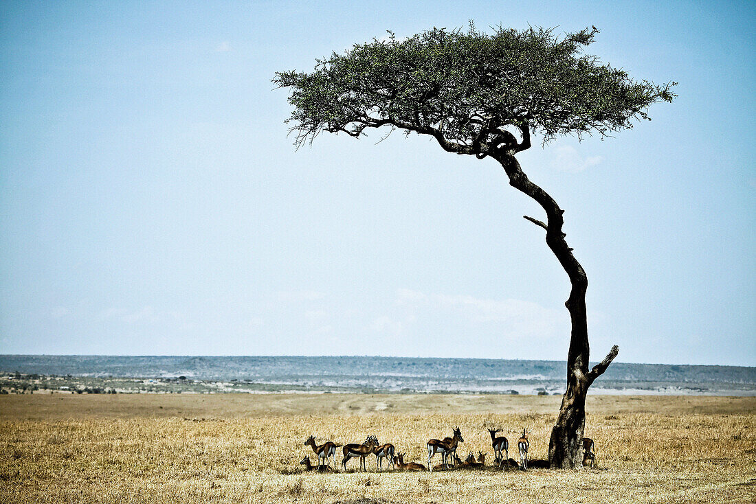 Eine Gruppe Thomson Gazellen im Schatten einer Schirmakazie, Masai Mara, Kenia, Afrika
