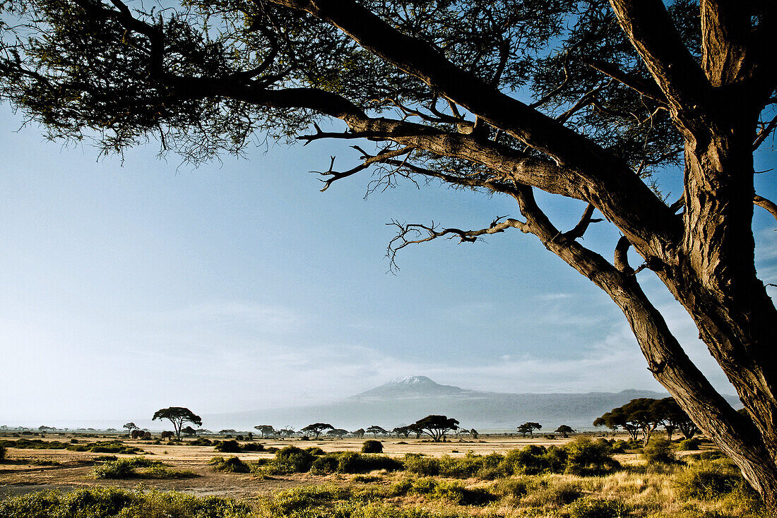Blick über die Savanne im Amboseli Nationalpark zum Kilimandscharo, Kenia, Afrika