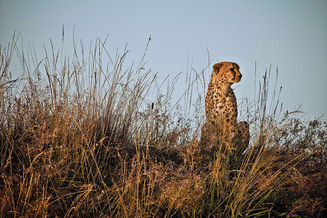 Gepard im hohen Gras der Savanne, Masai Mara, Kenia, Afrika