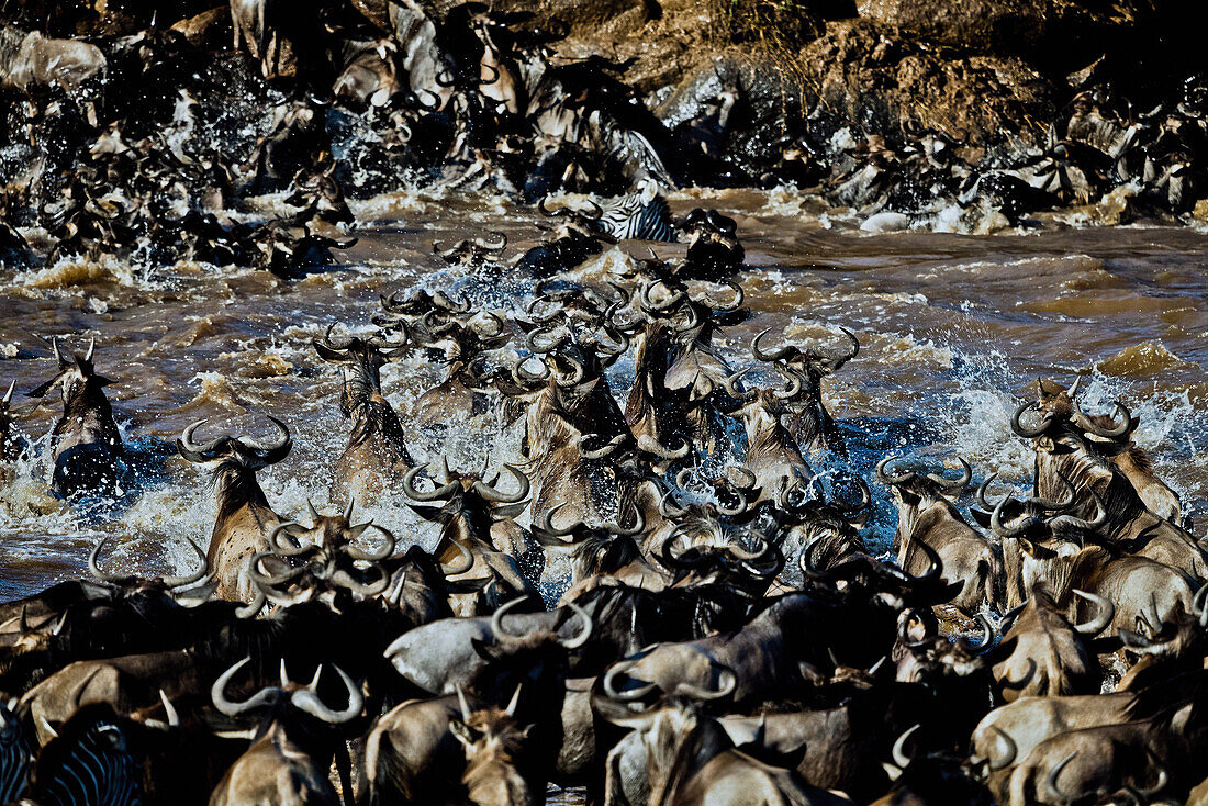 Eine Gnuherde durchquert den Mara Fluss in der Masai Mara, Kenia, Afrika