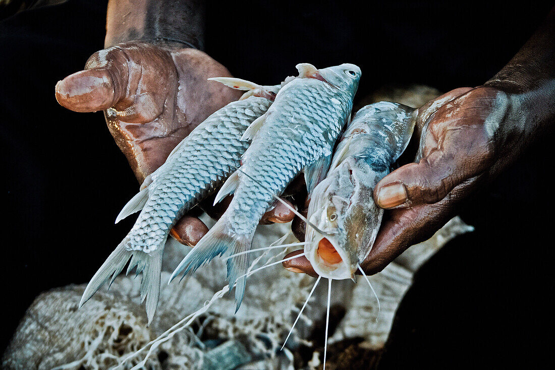 Hände eines kenianischen Fischers mit seiner Beute, Baringo See, Kenia, Afrika