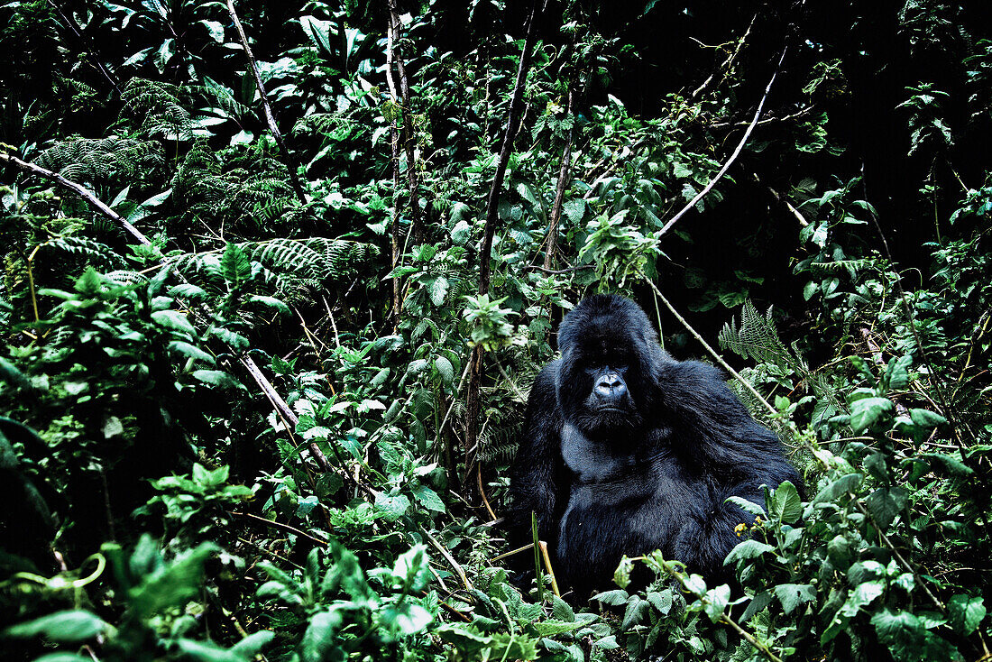 Silverback male mountain gorilla in the jungle of the Volcanoes National Park, Ruanda, Africa