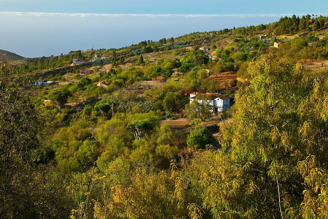 Landschaft mit Landhaus Puntagorda, La Palma, Kanaren, Kanarische Inseln, Spanien, Europa