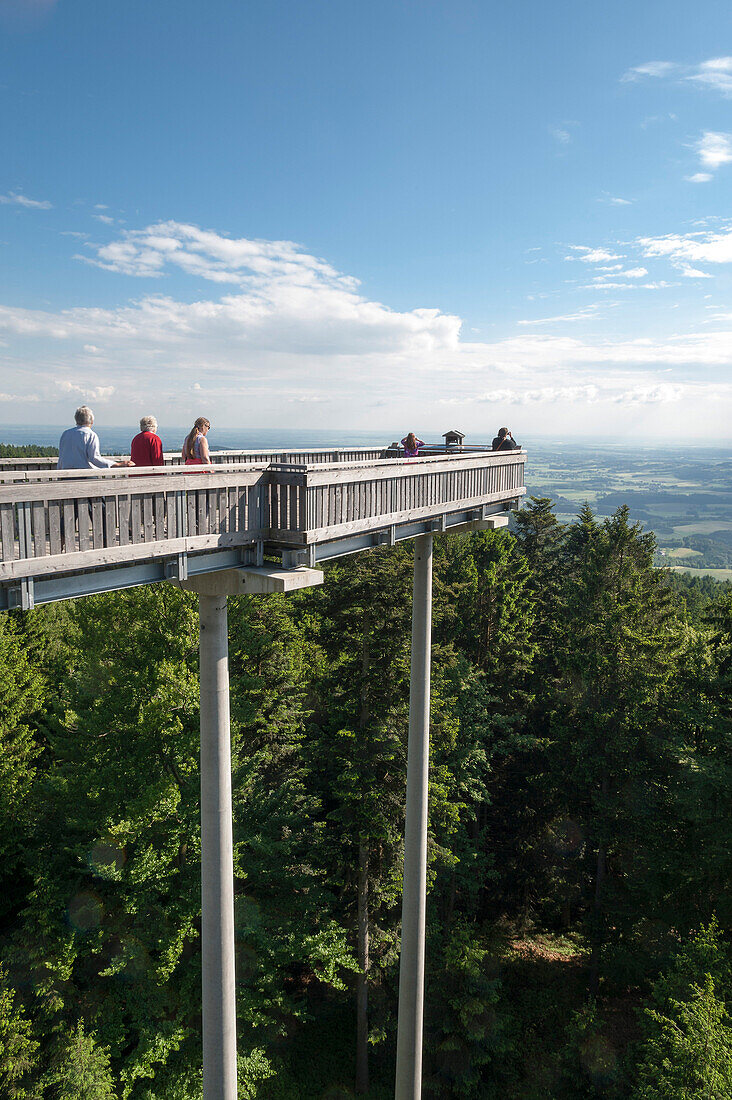 Baumwipfelpfad Waldwipfelweg, Fichtenwald, Maibrunn, Vorderer Bayerischer Wald, Bayern, Deutschland