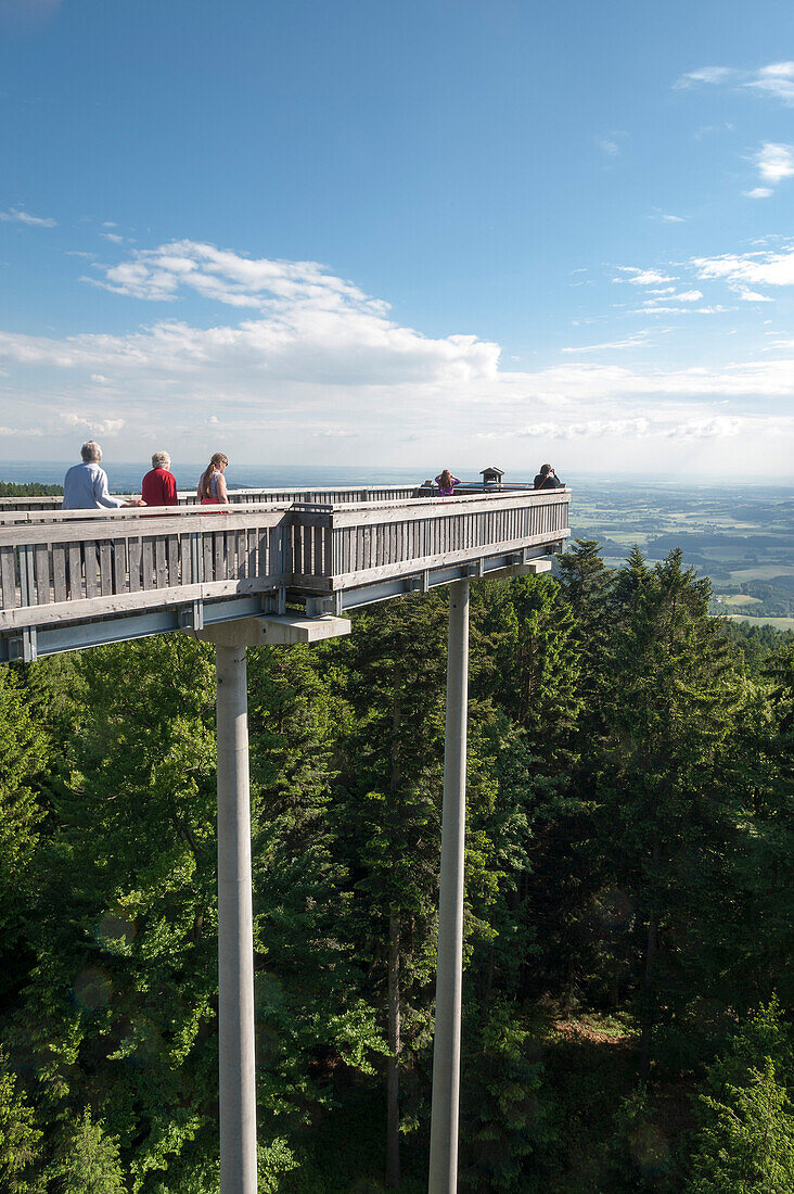 Tree top walk over a spruce forest, Maibrunn, Bavarian Forest, Bavaria, Germany