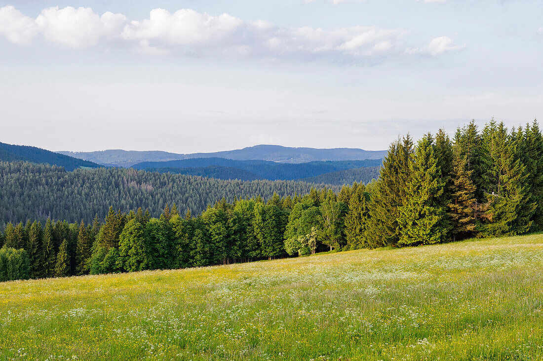 Forest landscape and meadows in Sumava national park, Bohemian Forest, Czech Republic