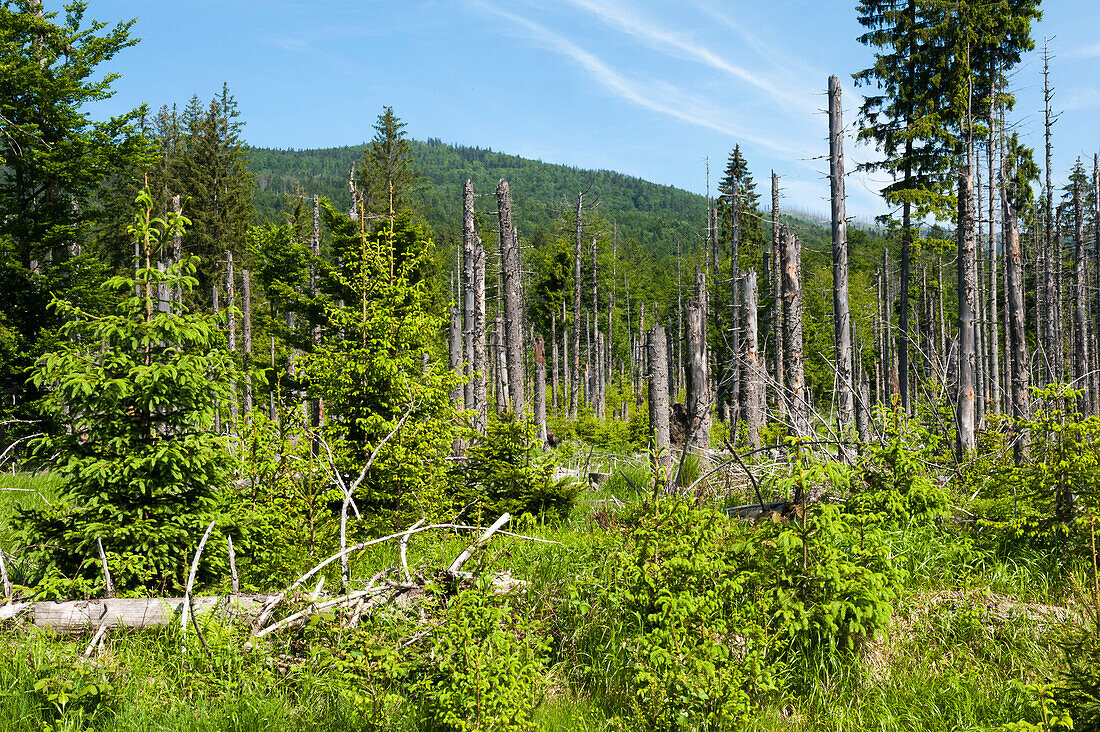 Toter Wald am Fuß des Lusen, Nationalpark Bayerischer Wald, Bayerischer Wald, Bayern, Deutschland