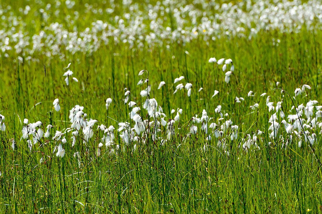 Cotton grass, Bischofsreuter Waldhufen, Bischofsreut, Bavarian Forest, Bavaria, Germany