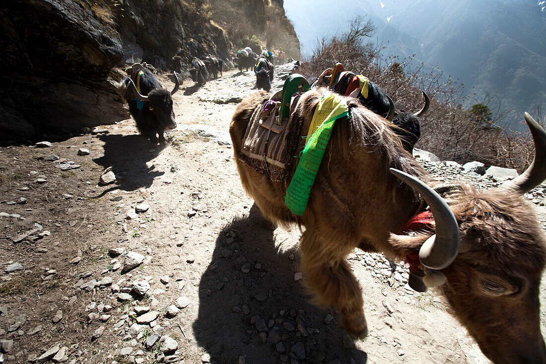A yak train kicking up dust in Nepal Solukhumbu Region, Nepal