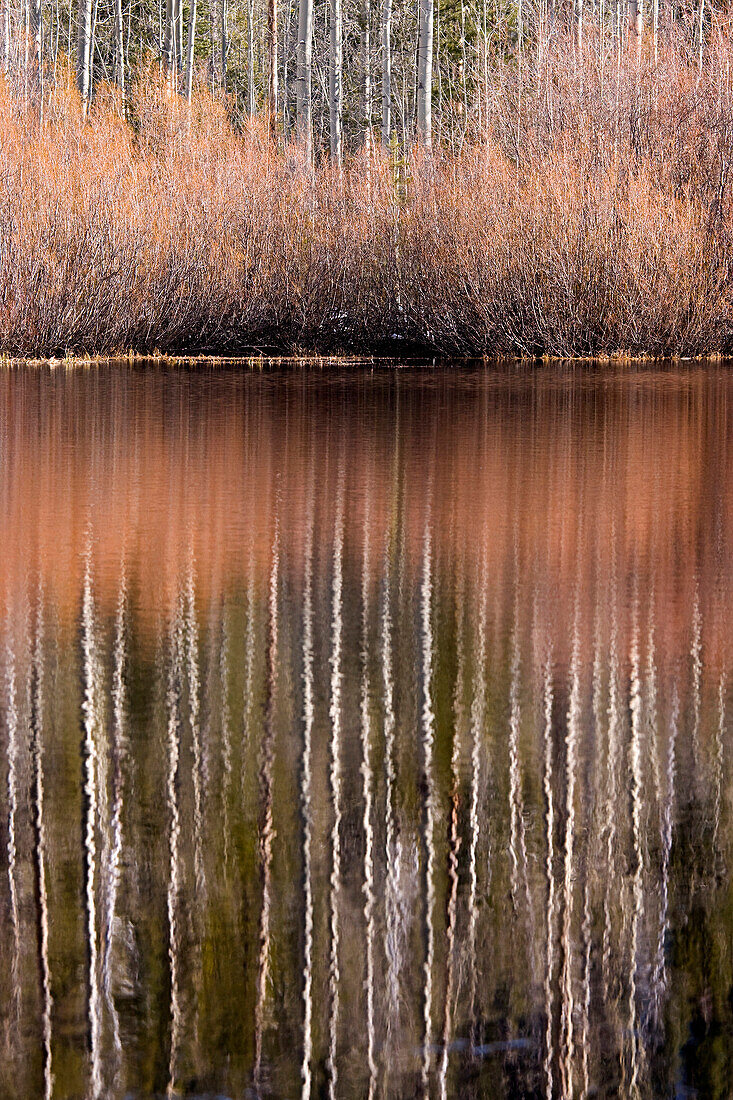Aspen trees and bushes reflecting in a pond near Lake Tahoe in Nevada, Lake Tahoe, NV, USA