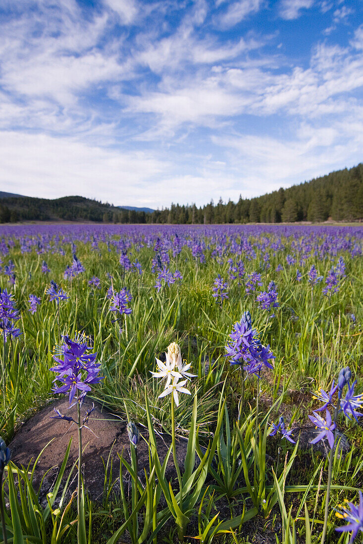 A single white Camas Lily flower in a field of purple flowers at Sagehen Meadows near Truckee in California, Sagehen Meadow, CA, USA