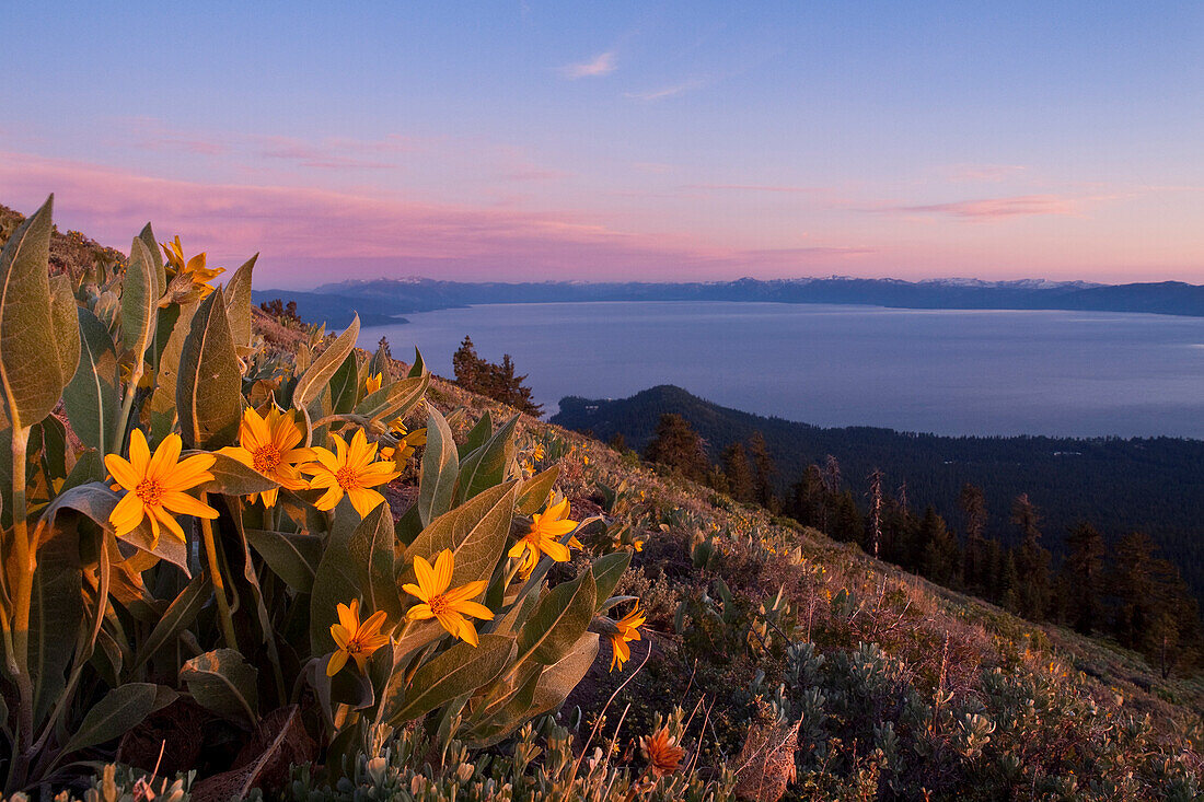 Sunset and yellow Mules Ears flowers above Lake Tahoe in California, Lake Tahoe, CA, USA