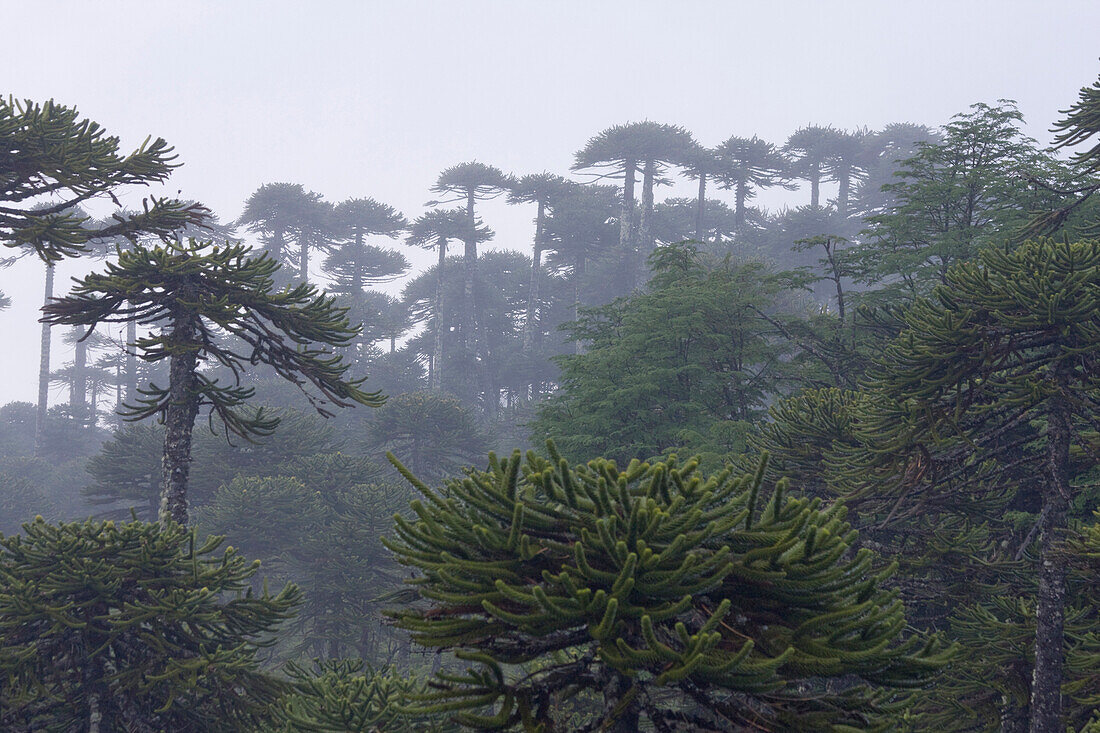 Arucaria Arucana trees in the fog on Volcan LLaima in the Andes mountains of Chile, Volcan LLaima, Chile