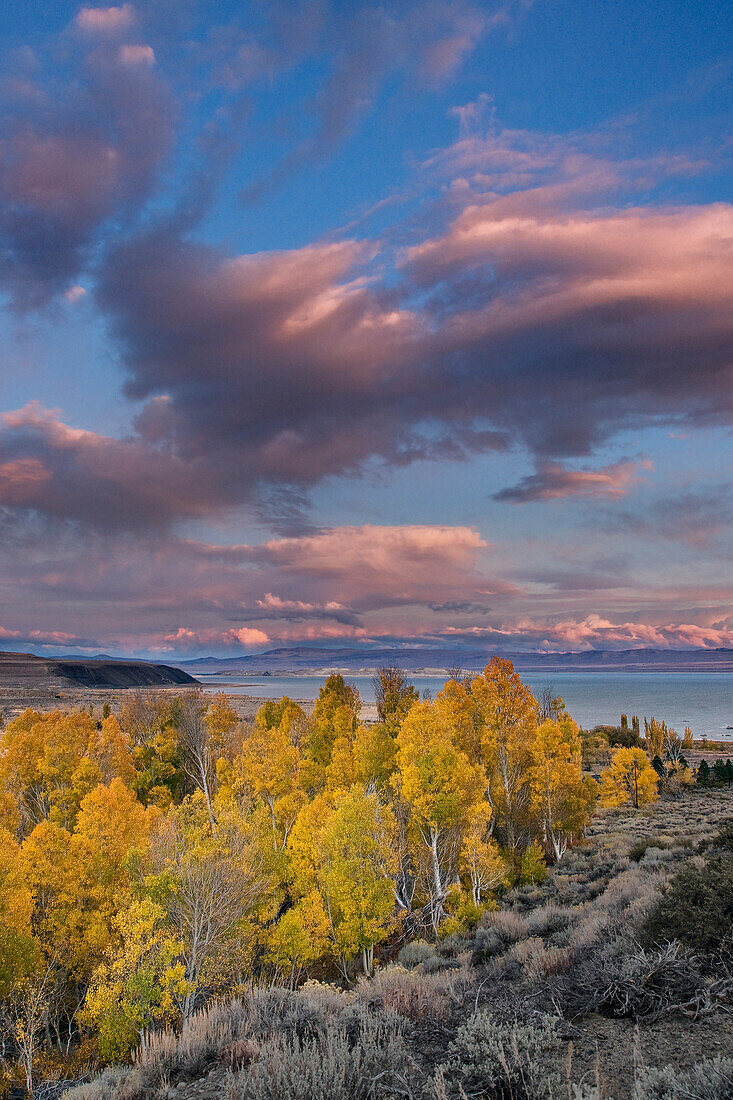 Fall yellow aspen trees with sunset clouds above Mono Lake in California, ca, usa