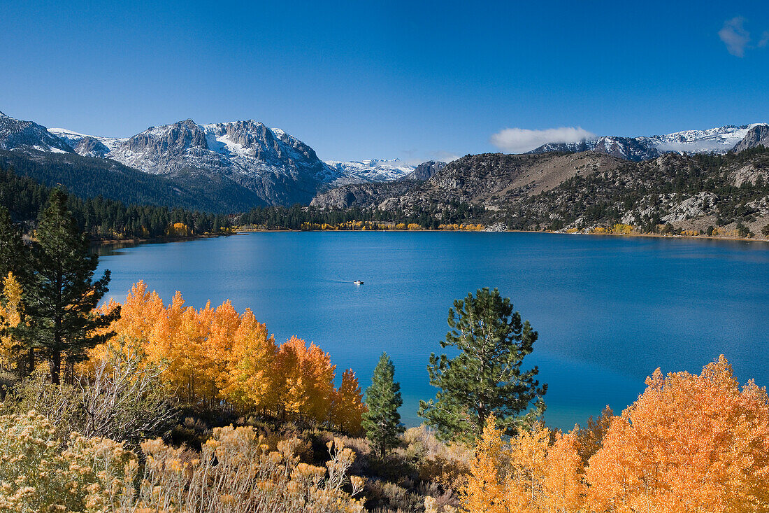 Yellow fall aspen trees with snowy mountians and June Lake in the Sierra mountains of California, ca, usa