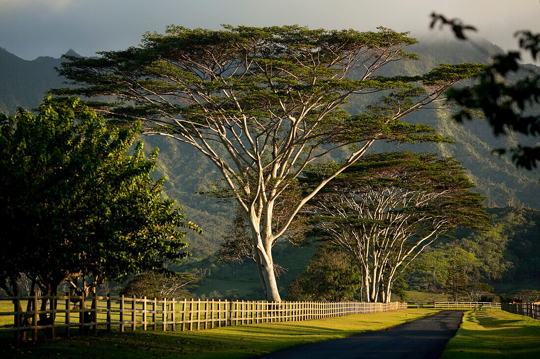 Moluccan albizia trees (Falcataria moluccana) line a plantation road on the island of Kauai, Hawaii, on Saturday, June 19, 2010 Hanalei Bay, Hawaii, USA