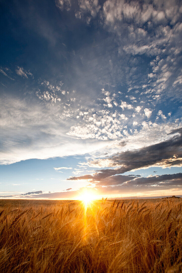 Sun shining over a wheat field with blue sky and clouds. La Junta, Colorado, United States La Junta, Colorado, United States