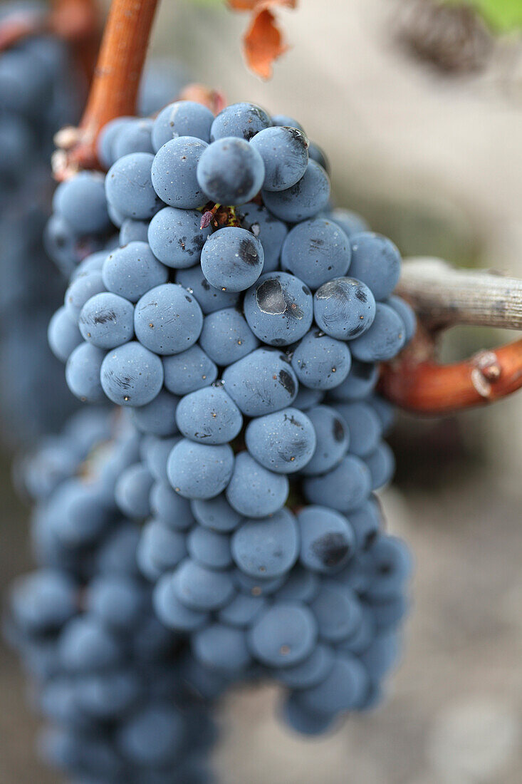 Red Cabernet Sauvignon Grapes in Bordeaux, Leognan, Bordeaux, France