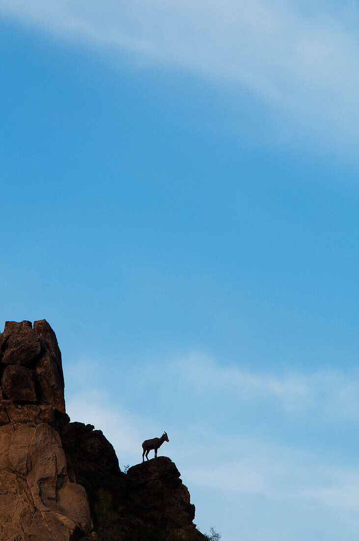 A female Desert Bighorn Sheep (Ovis canadensis nelsoni) is silhouetted against the skyline in Southern Arizona AZ, USA