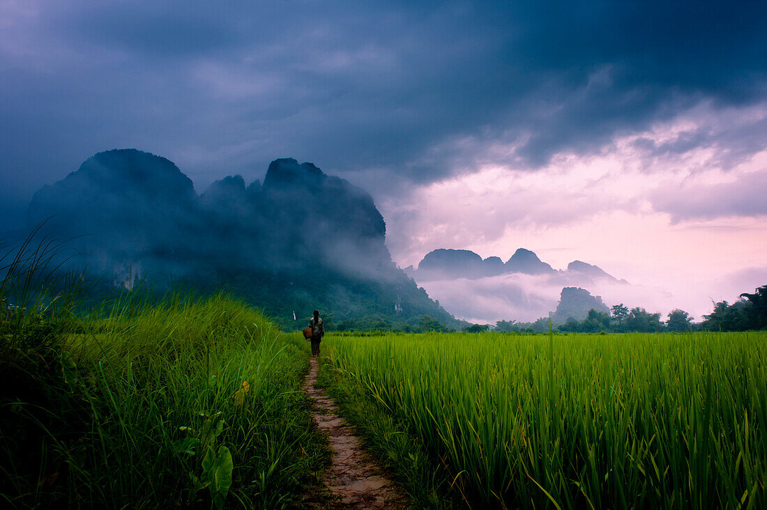 A woman walking on a path through rice paddies to mountains in mist.  Vang Vieng, Laos, Asia Vang Vieng, Vientiane, laos
