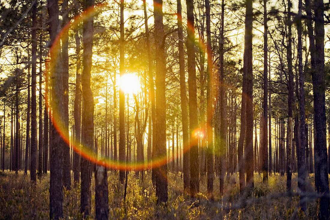 The setting sun creates lens flare and is seen through a grove of pine trees in a part of the Green Swamp in Southeast North Carolina, Green Swamp, North Carolina, United States