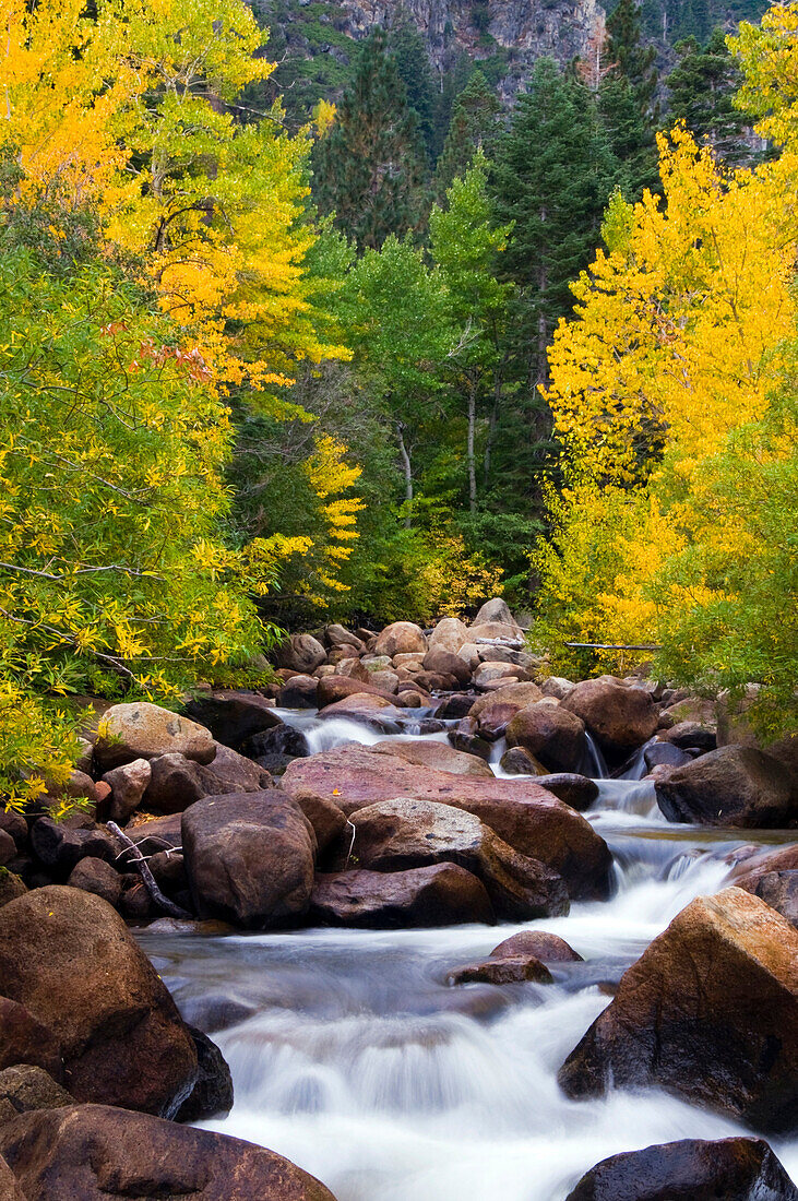 The west fork of the Carson River is alive with fall color outside of Markleeville, CA Markleeville, California, USA