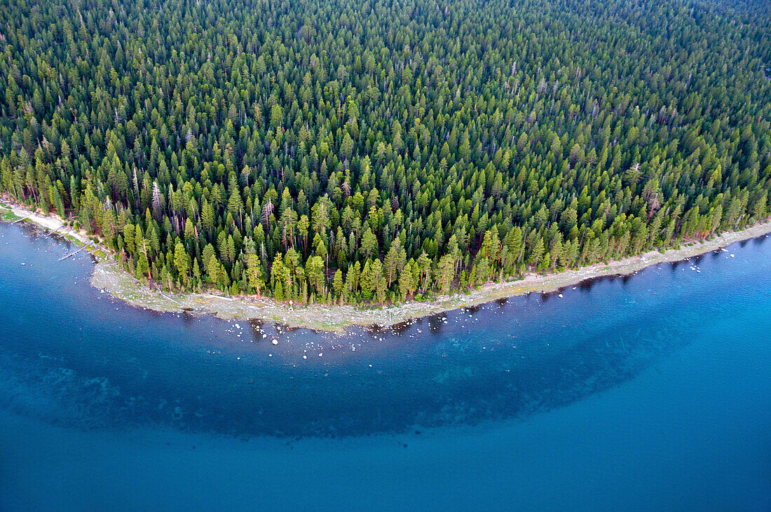 An aerial view of a heavily forested section of the Lake Tahoe shoreline in the summer, CA Lake Tahoe, California, USA