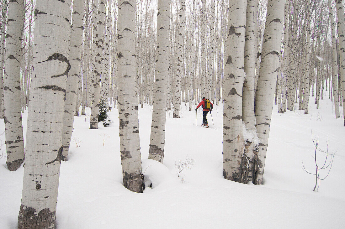 Man skiing through aspen forest, McClure Pass, Redstone, Colorado Redstone, Colorado, USA