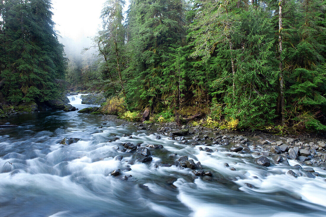 River flowing through trees Port Angeles, Washington, USA