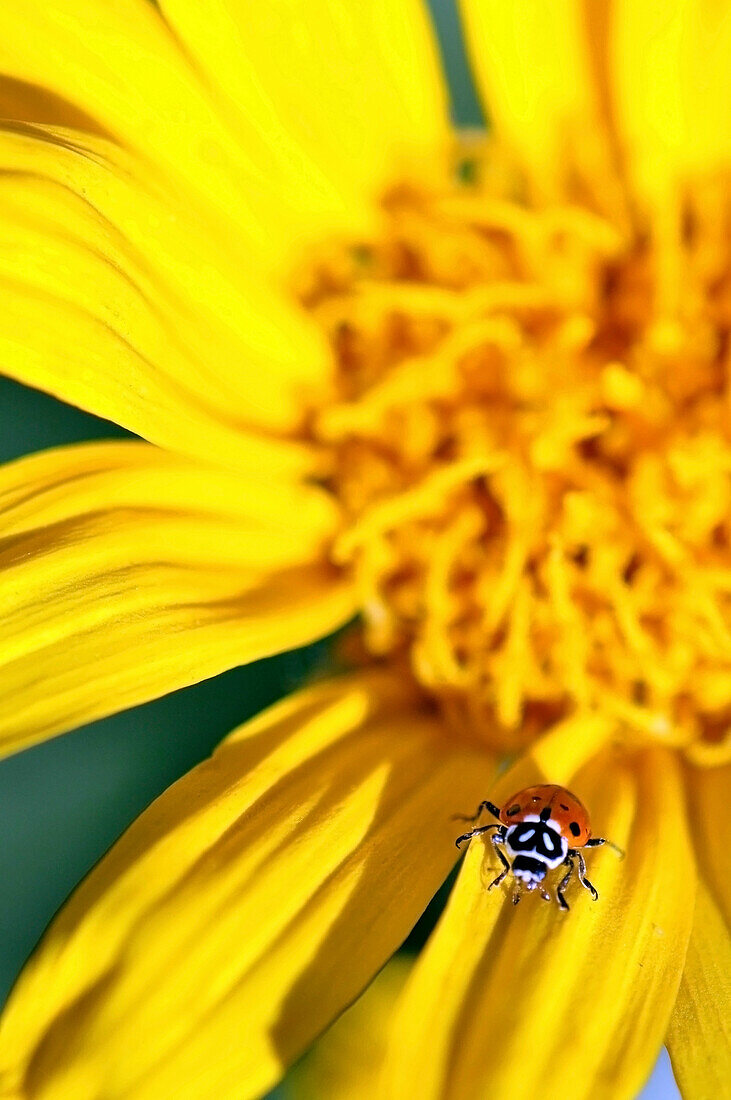 A ladybug walks on a Mule's Ear Wildflower (Wyethia mollis) in Kirkwood, California Kirkwood, California, USA