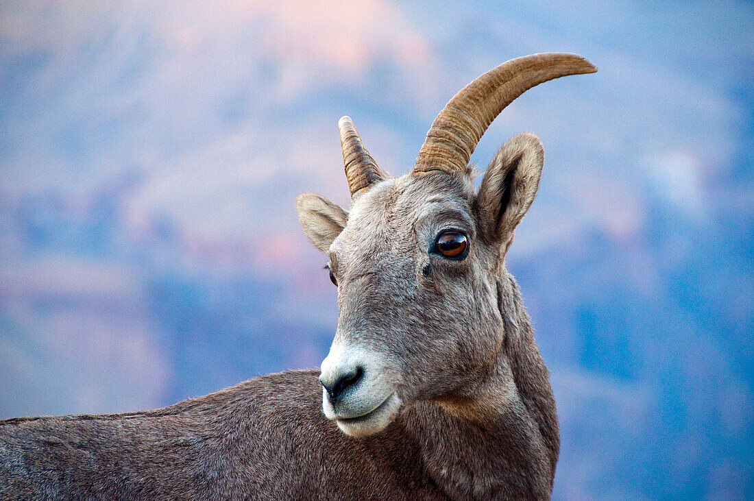 A young bighorn sheep at dusk in Grand Canyon National Park, Arizona Grand Canyon National Park, Arizona, USA