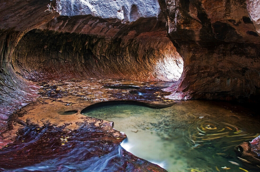 Fall leaves swirl in a pool of water in the Subway Canyon in Zion National Park, Utah Zion National Park, Utah, USA
