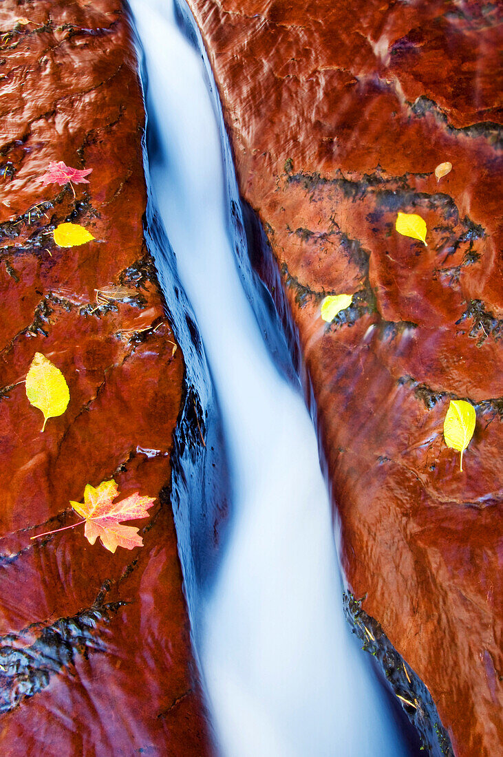 Water cuts through a crack in the sandstone surrounded by fall leaves in Zion National Park, UT Zion National Park, Utah, USA