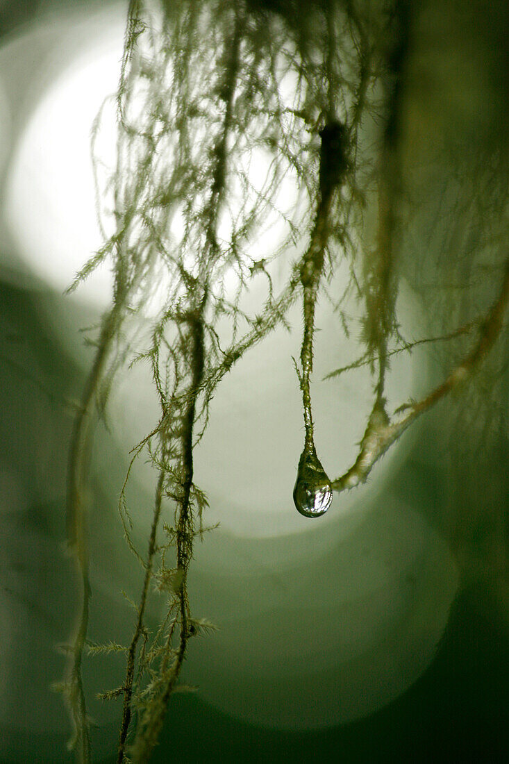 A drop of moisture hangs from moss on trees at the Hoh Rain Forest in Olympia National Park, Hoh, Washington, USA