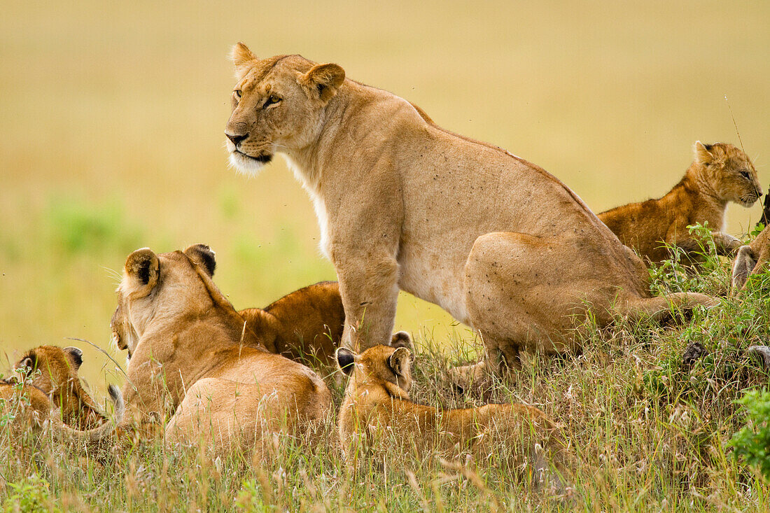 Lions keep an eye over their Masai Mara, Kenya domain Masai Mara, Kenya