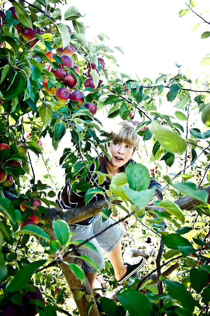 a boy searches for just the righ apple high up in a tree, portland, me, usa