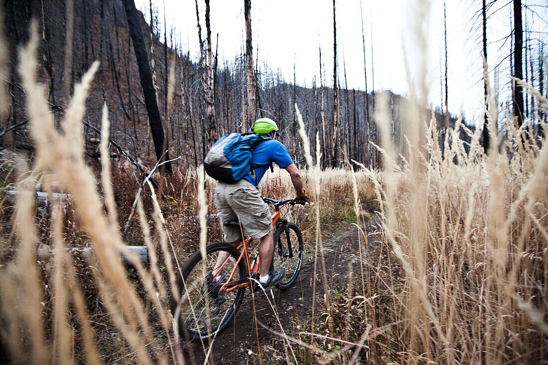 A athletic man mountain biking through a burnt forest in the fall in Montana., Bozeman, Montana, USA