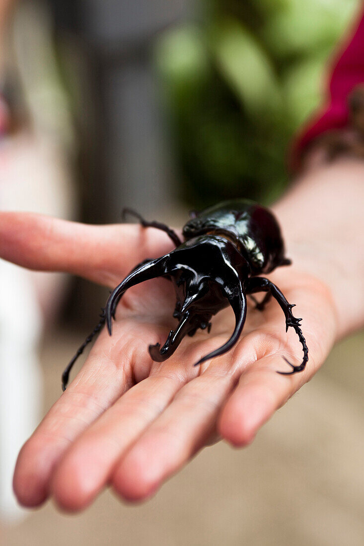 A woman holding a large beetle in her hand in Bali, Indonesia., Ubud, Bali, Indonesia