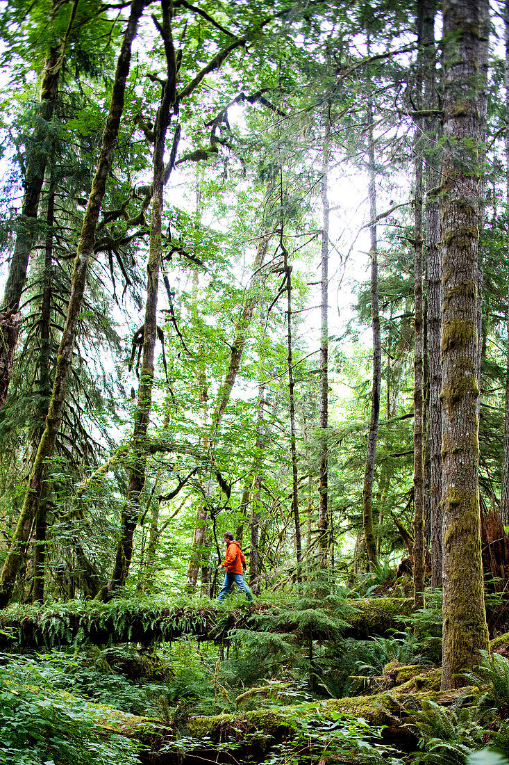 A man crosses a log in the thick green forest of the Olympic National Park., Washington, USA