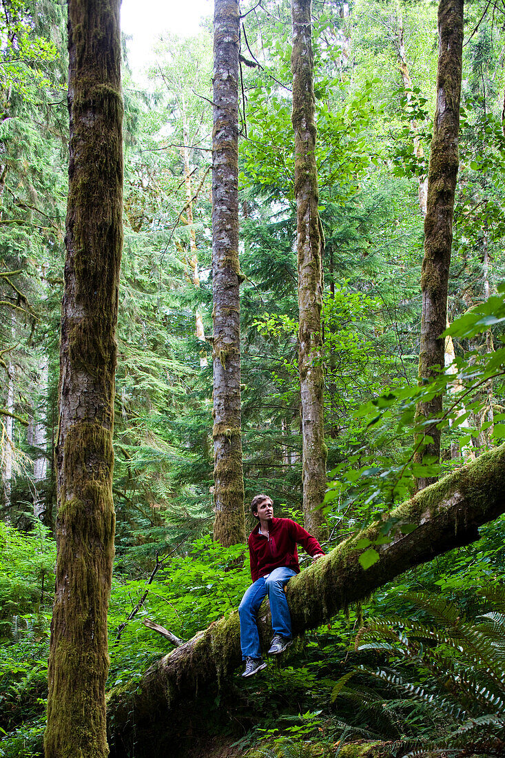 A man sits on a log in the thick green forest of the Olympic National Park., Washington, USA