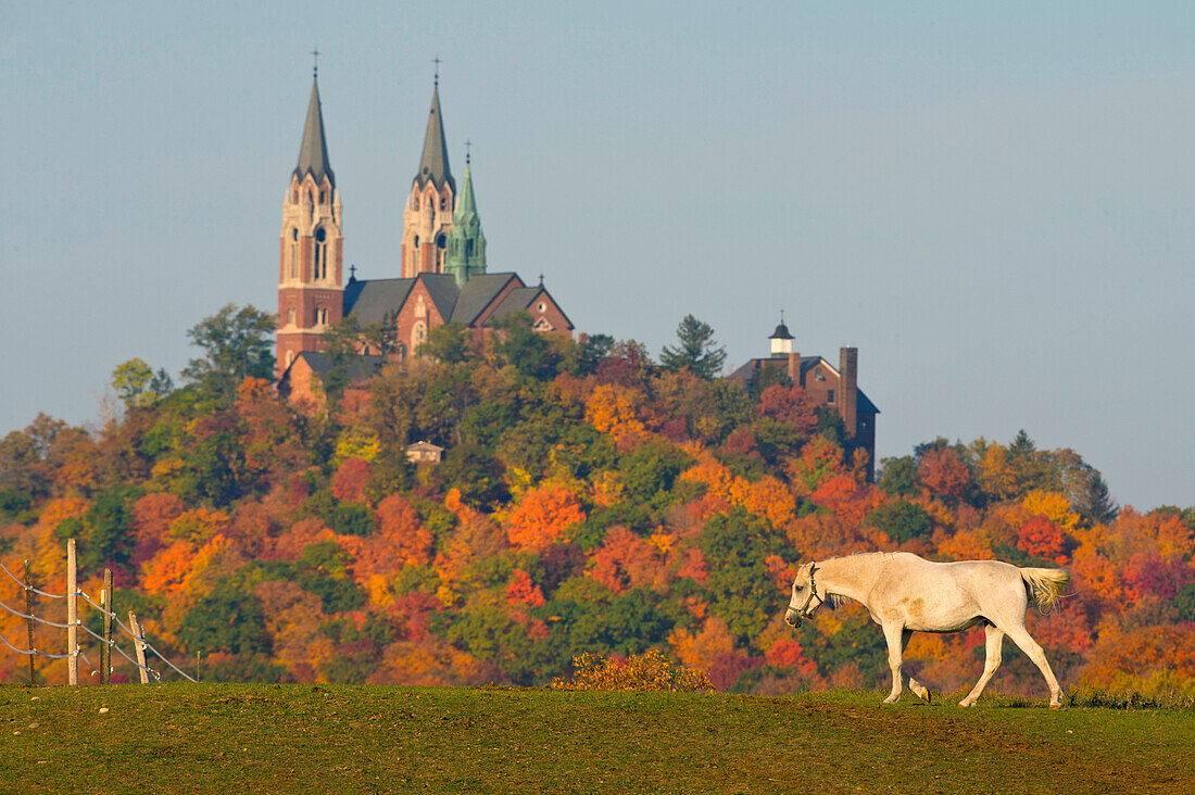 Horse, Conover, Wisconsin, USA